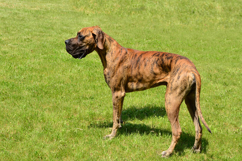 Top 25 Largest Dog Breeds in the World (With Info & Pictures)