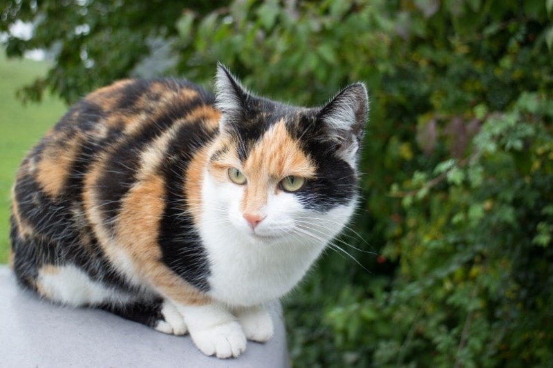 Are Calico Cats Rare? Here’s What Science Says