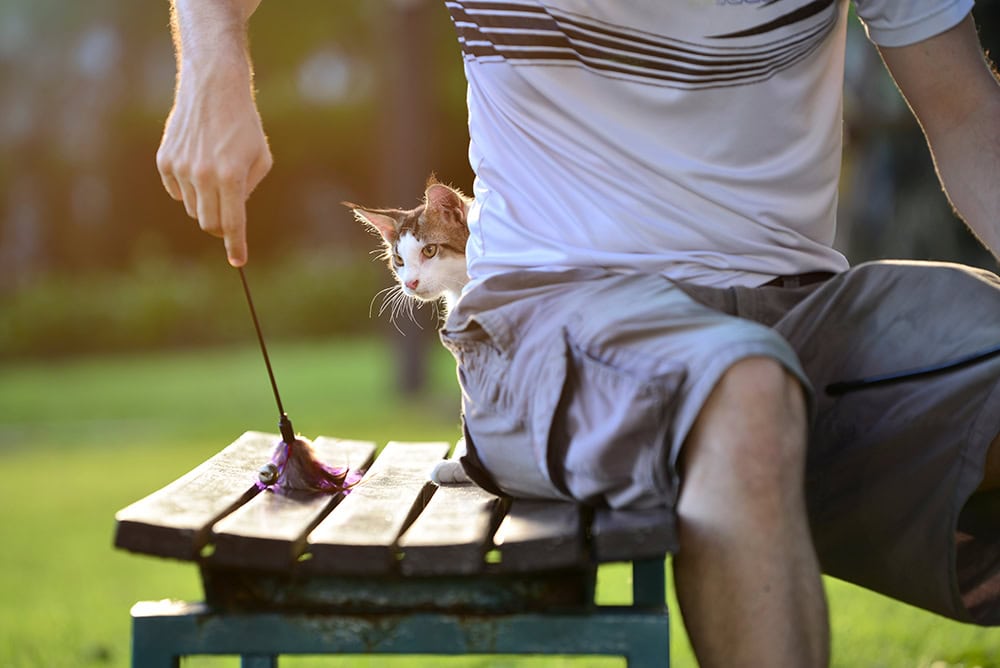 Why Is Your Cat Sitting Behind You: 5 Interesting Reasons