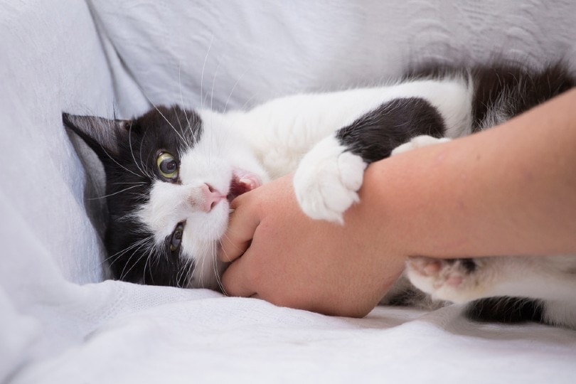Why Does Your Cat Grab Your Hand & Bite You? 8 Vet-Verified Reasons