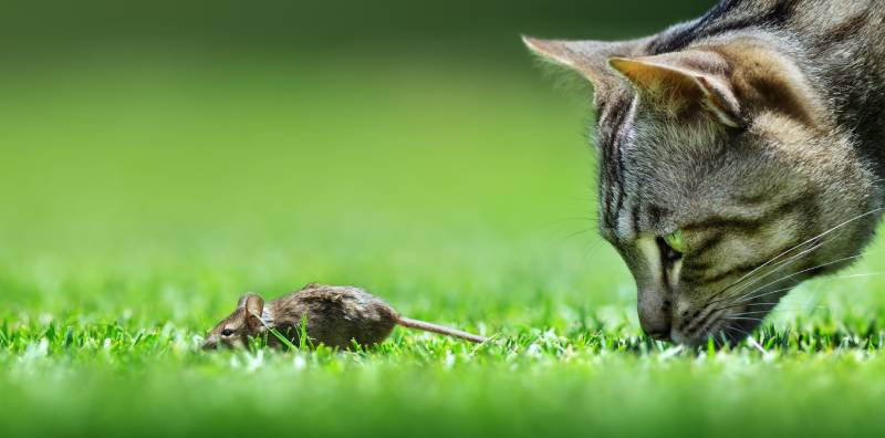 How Do Cats Hunt Mice? Vet-Reviewed Step-by-Step Breakdown