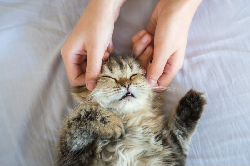 How to Massage a Cat: 5 Vet-Approved Tips
