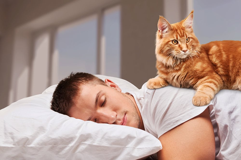 How Can My Cat Tell When I Wake Up? 8 Signs They Watch For