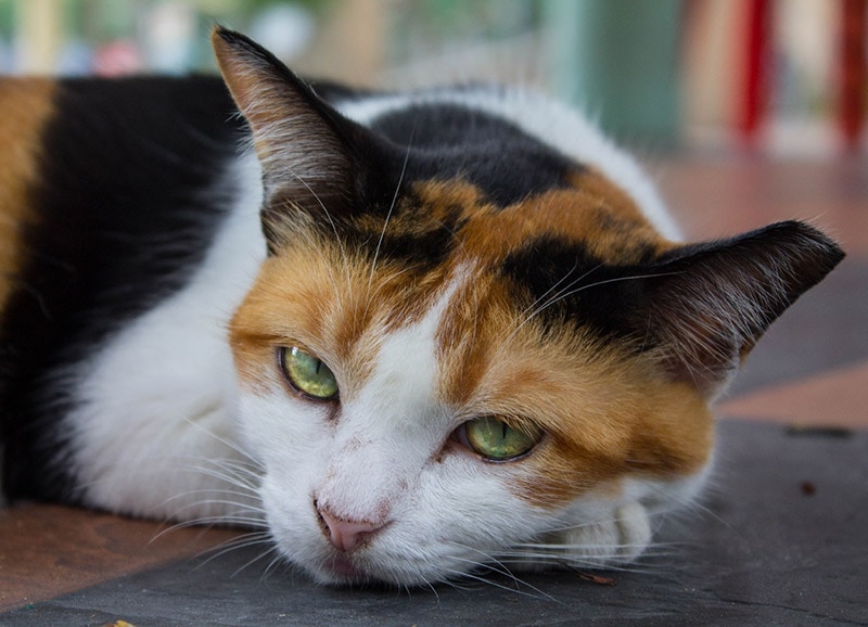 Why Does My Cat Have a Stuffy Nose? 10 Vet Reviewed Causes & Care Tips