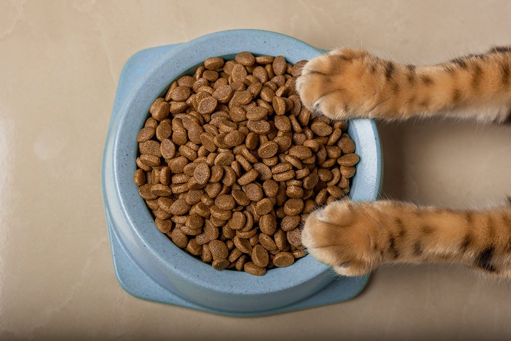 Why Does My Cat Scratch Around Their Food Bowl? 7 Likely Reasons