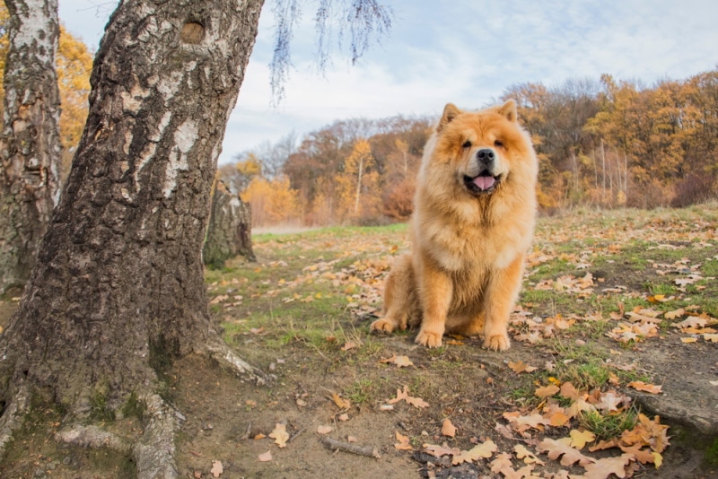 chow chow sitting in the park