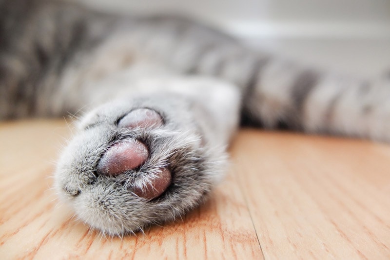 Does a Cat Have Scent Glands in Their Paws? Pheromone Communication 101