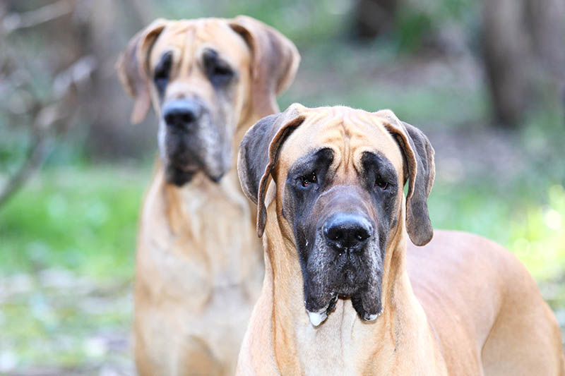 close up two fawn great dane dogs