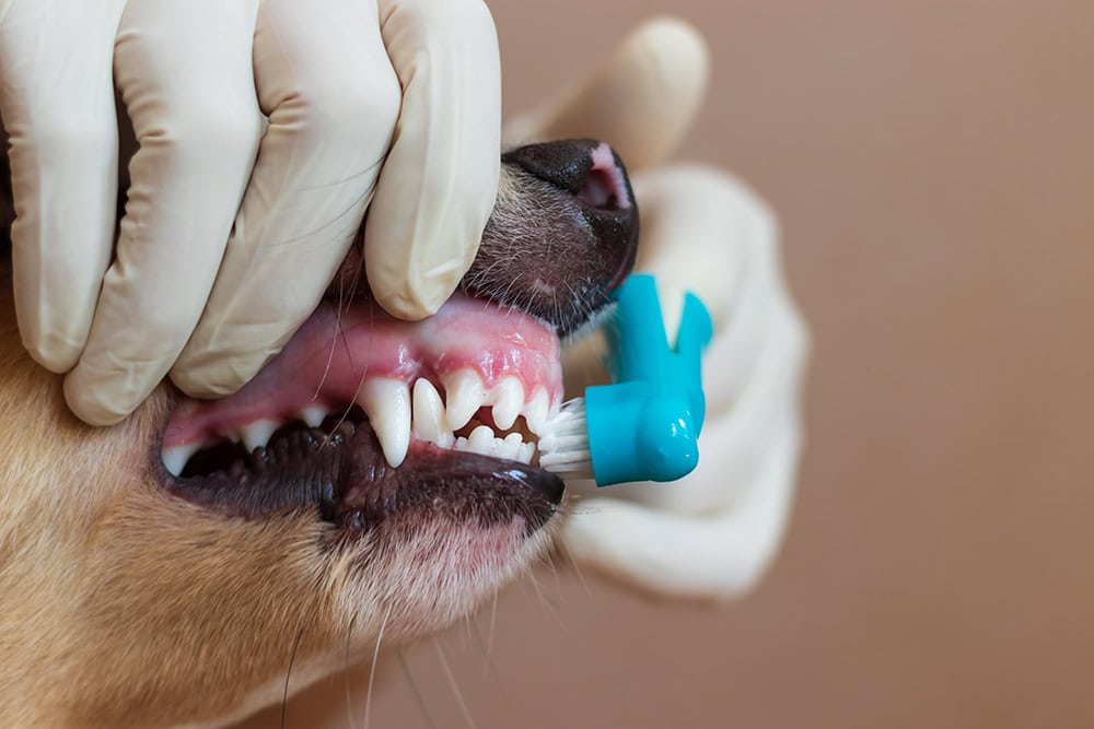 What Is the Cost of Dog Teeth Cleaning in Canada? Updated in 2026