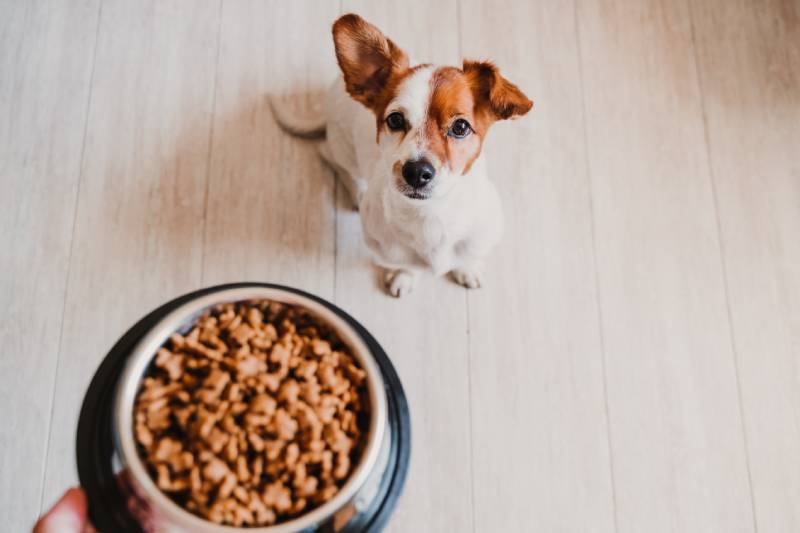 What Is a Good Fat-to-Protein Ratio In Dog Food? Our Vet Explains