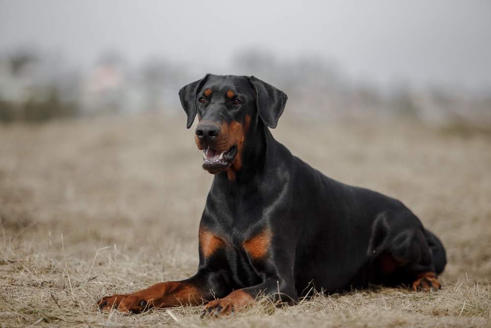 8 Dogs That Are Similar to Dobermans (With Pictures)