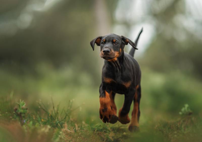 Are Dobermans Smart? Breed Intelligence Facts & More