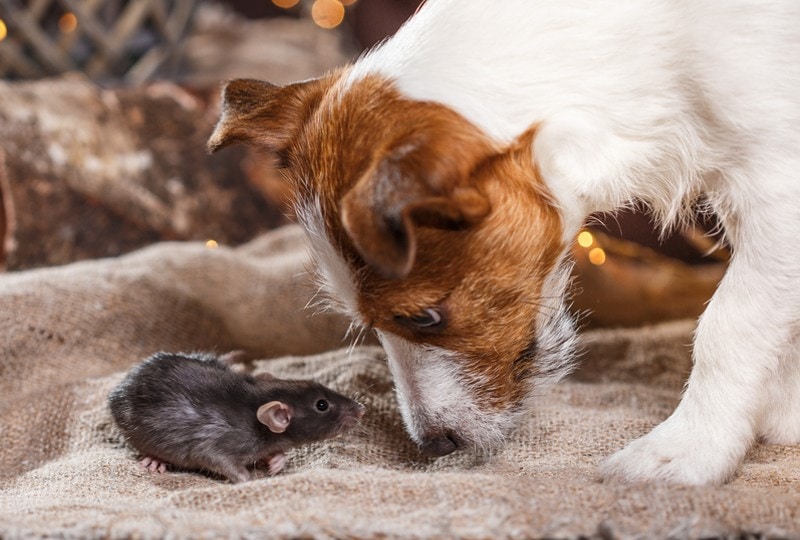 My Dog Killed a Rat! 5 Vet-Reviewed Tips on What to Do Next