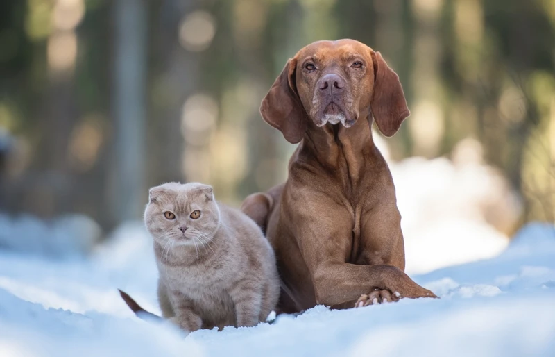 Are Cats Smarter Than Dogs? Pet Intelligence Explained (Vet-Approved)