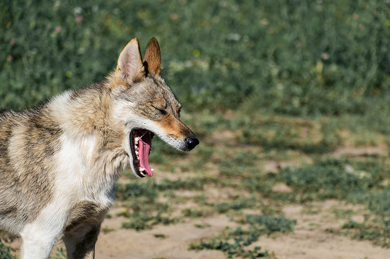 Heimlich Maneuver for Dogs: How to Save Dogs From Choking (Vet-Reviewed Guide)