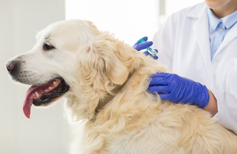 How Much Do Dog & Puppy Vaccinations Cost in Australia? 2026 Price Update
