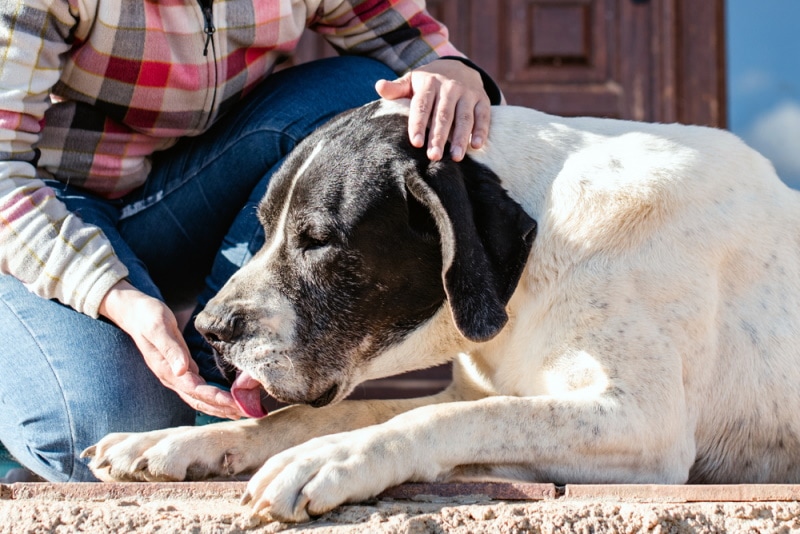 What Could Happen If My Dog Licks Human Blood? Vet-Reviewed Precautions & Prevention