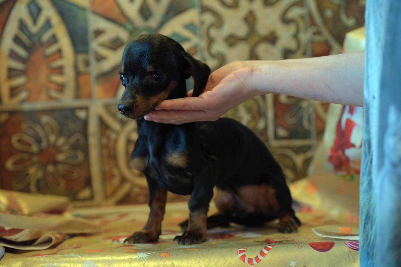Littermate Syndrome in Dogs: 9 Vet-Reviewed Facts