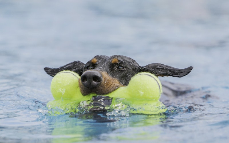 Do Dobermans Like Water? Vet-Verified Facts & Safety Tips