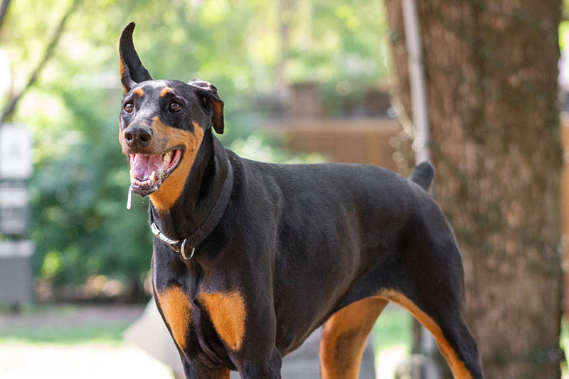 Why Does My Dog Drool at the Dog Park? Vet-Verified Common Reasons for This Behavior
