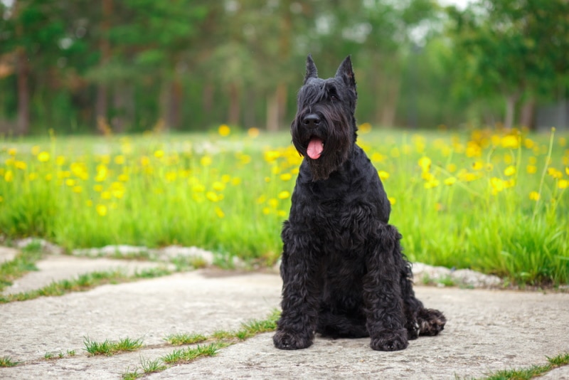 giant schnauzer dog sitting