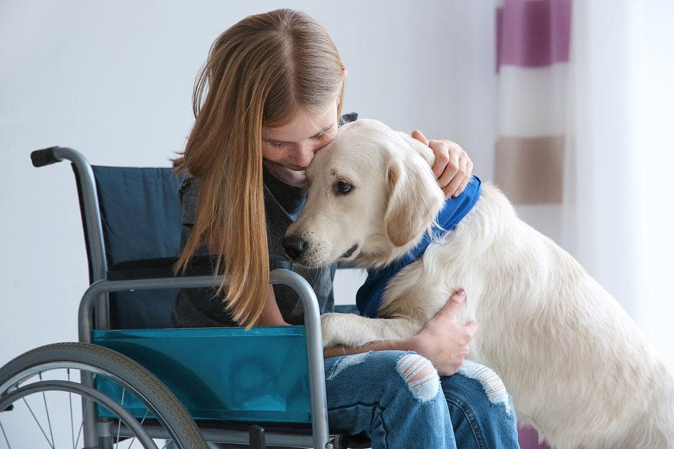 Can Therapy Dogs Go Anywhere? What Law Says