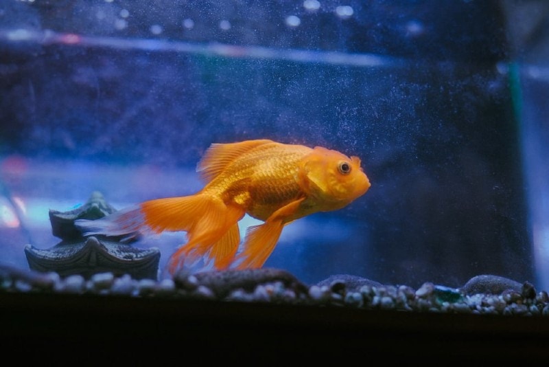 7 Best Places to Buy Goldfish Online in 2026 - Reviews & Top Picks