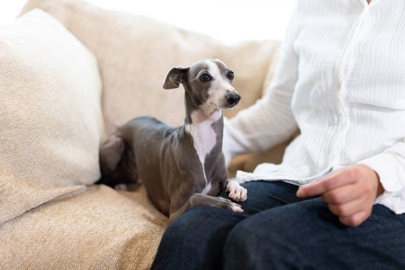 Does My Dog Think Humans Are Dogs? The Interesting Facts