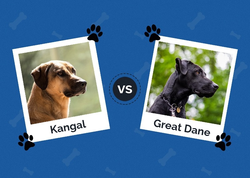 Kangal vs Great Dane: The Key Differences (With Pictures)
