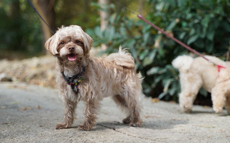 10 Dog Friendly Hiking Trails in Connecticut You Can Visit in 2026 (With Pictures)