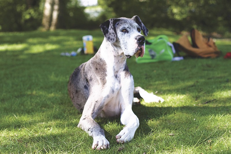 merle great dane dog lying on grass
