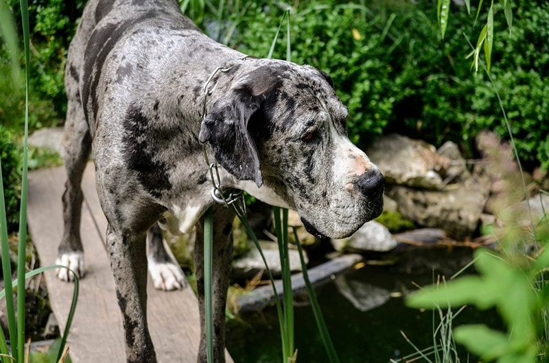 merle great dane dog standing on a wooden plank
