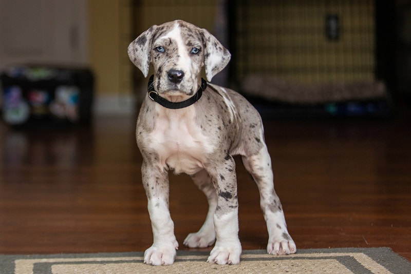 merle great dane puppy standing indoor