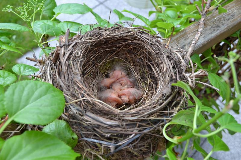 How to Protect Bird Nests from Cats (10 Tips & Tricks)