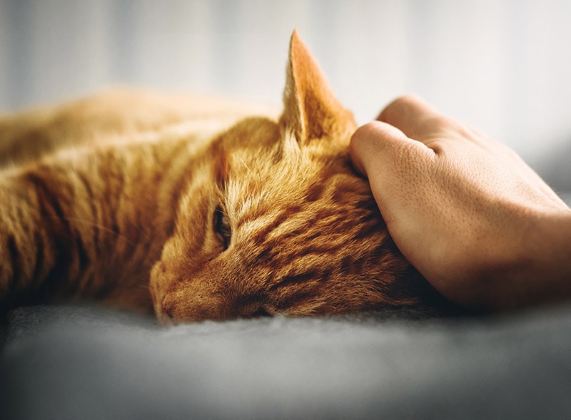 Garlic Toxicity in Cats: Vet Reviewed Signs & Treatments