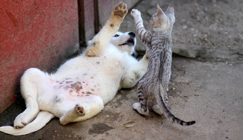 Why Does My Cat Swat at My Dog? 6 Vet-Verified Reasons