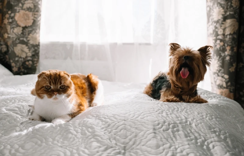 Are Cats Cleaner Than Dogs? Vet-Reviewed Facts & FAQ