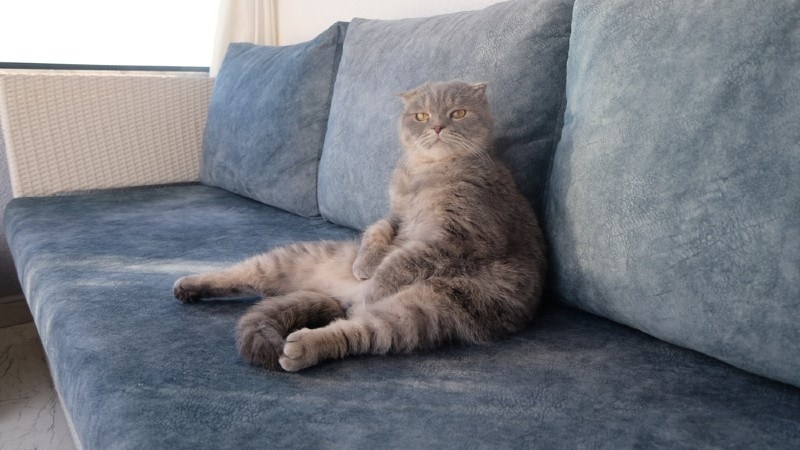 Why Is My Cat Sitting Like a Person? 4 Main Reasons