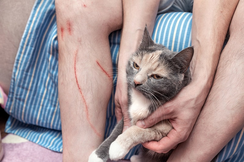How To Treat a Cat Scratch: 8 Vet Approved Tips