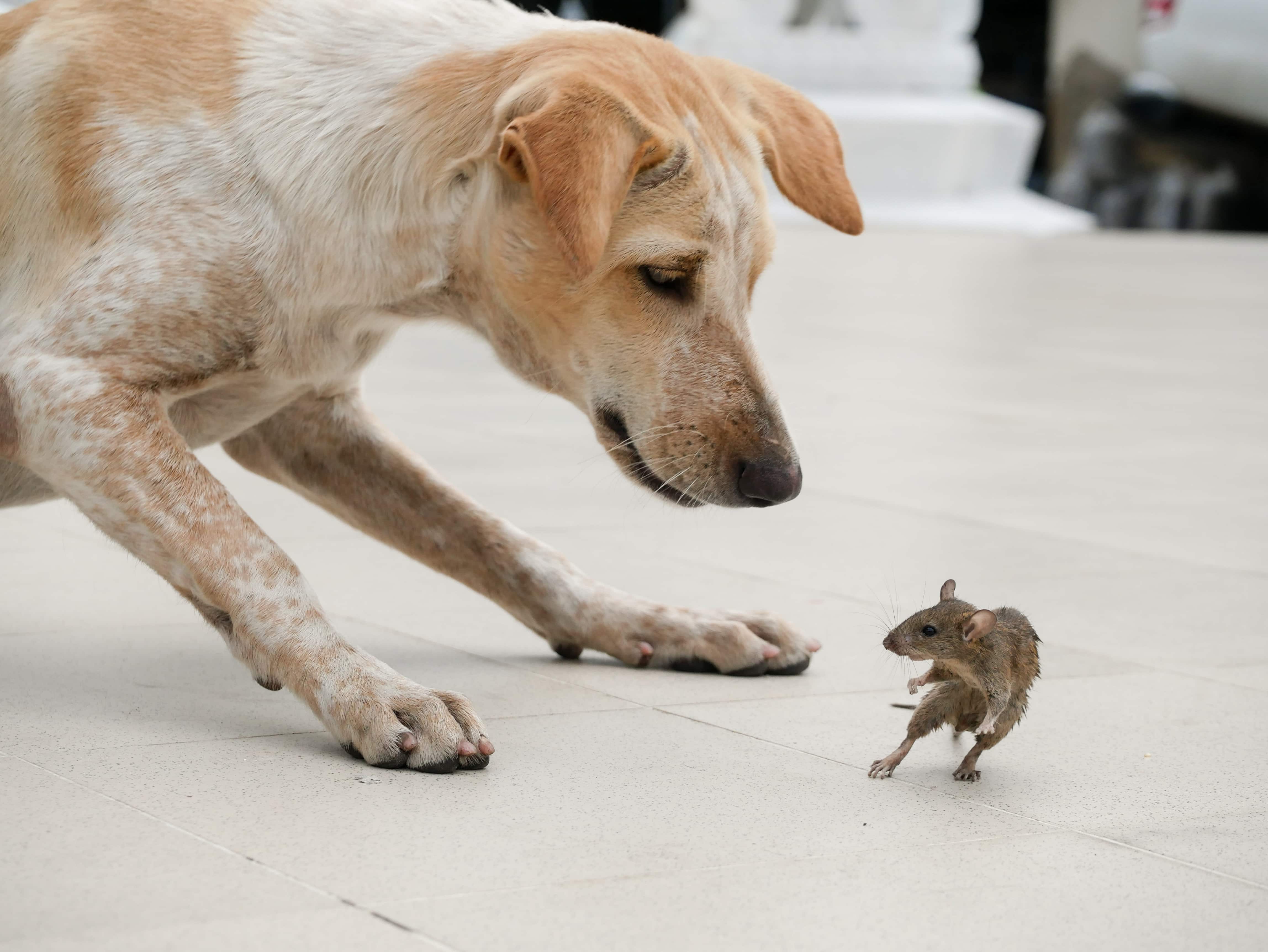 My Dog Killed a Mouse! 6 Vet-Reviewed Tips on What to Do Next