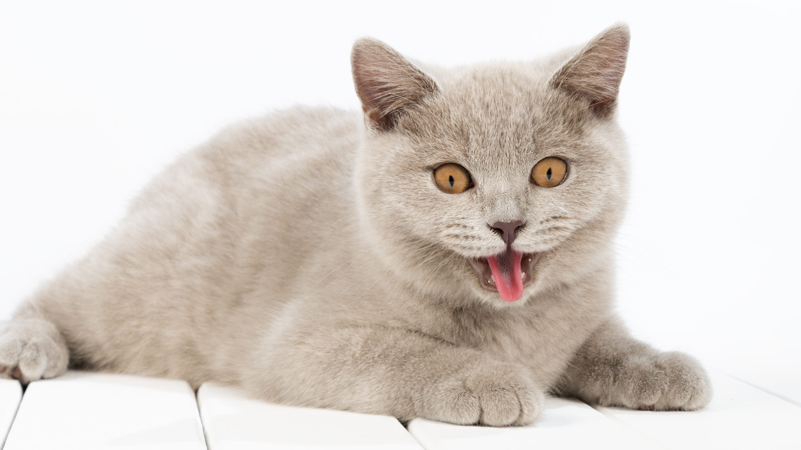 Why Is My Cat Panting After Playing? 5 Vet-Reviewed Reasons