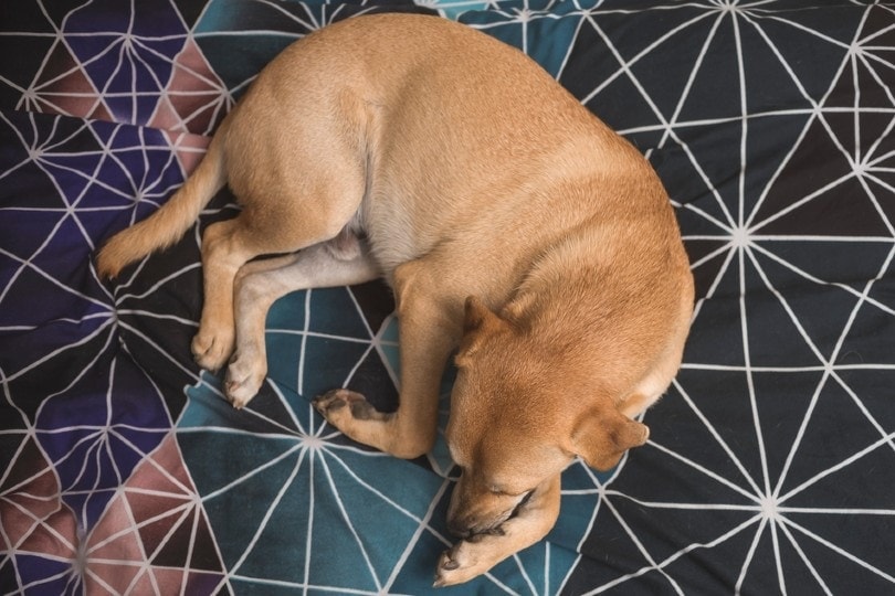 Paraphimosis in Dogs: Causes, Signs, Treatments & FAQ (Vet Answer)
