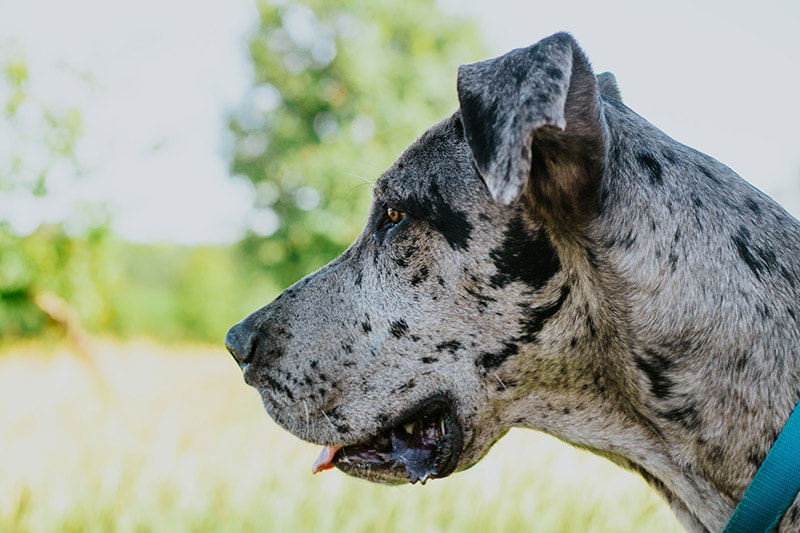 side view of a merle great dane dog