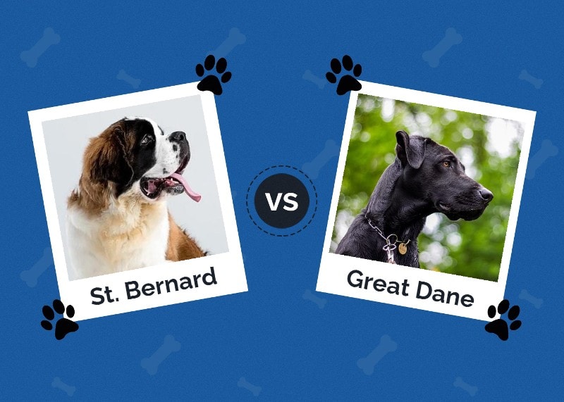 Saint Bernard vs Great Dane: The Key Differences (With Pictures)