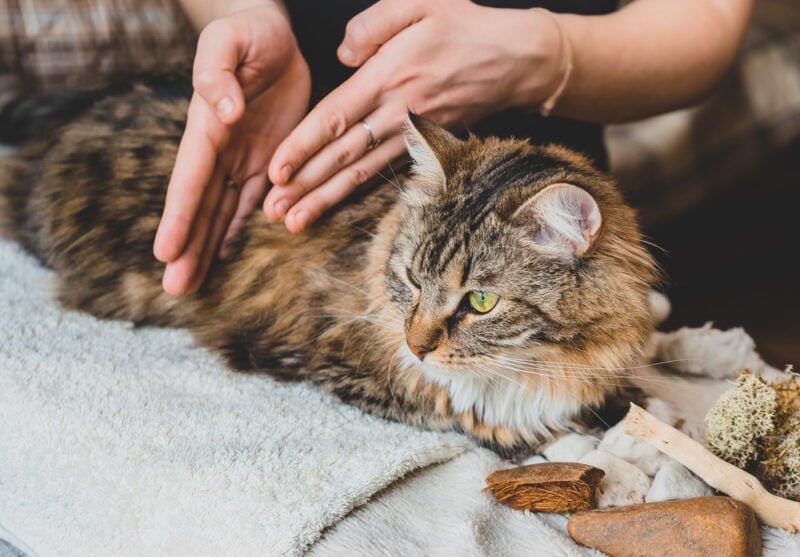 Does Massage Help Constipation in Cats? Vet Approved Facts & Solutions