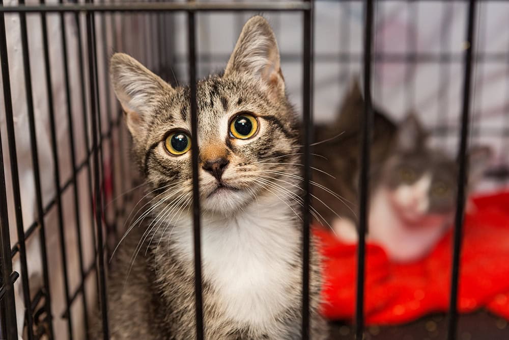 tabby cat inside the cage with another cat
