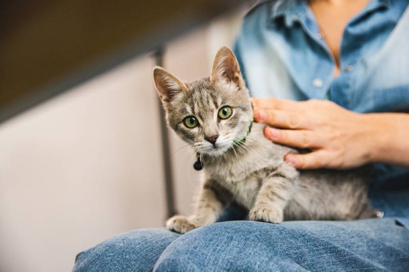 Why Do Cats Like Sitting on Laps? 6 Likely Reasons