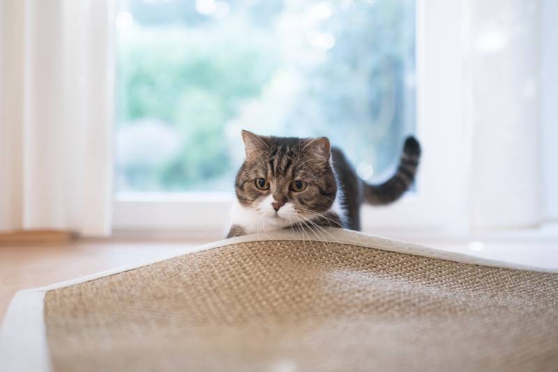 Why Is My Cat Licking the Carpet? 7 Vet Reviewed Reasons