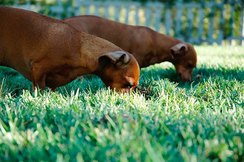 My Dog's Stomach Is Gurgling & They're Eating Grass, Are They Sick? Vet-Reviewed Reasons
