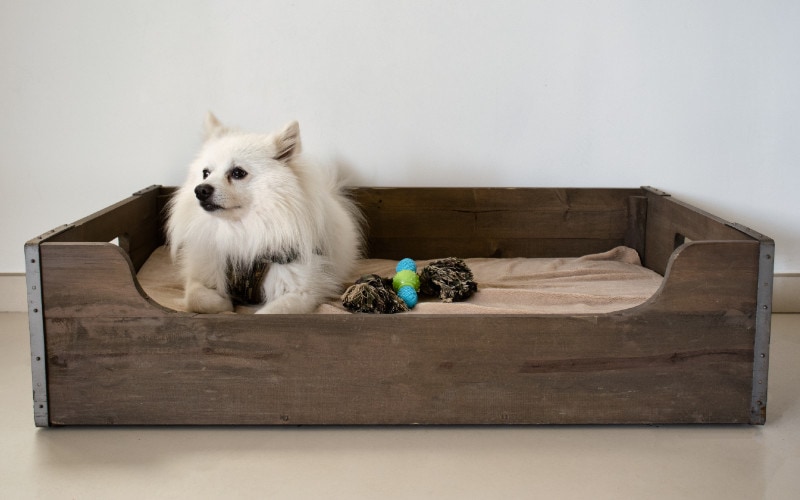 20 DIY Wood Dog Beds You Can Make Today (With Pictures)